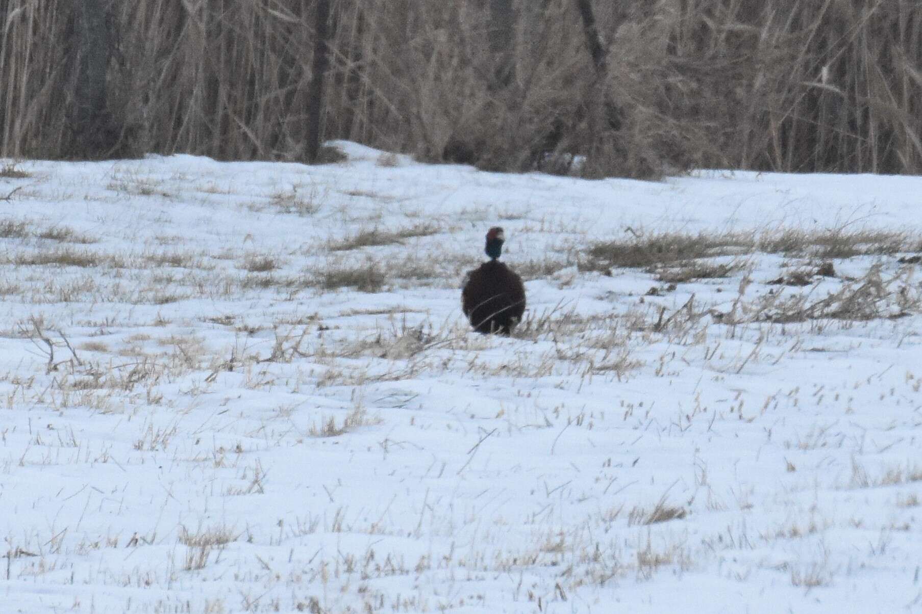 Image of Chinese Ring-necked Pheasant