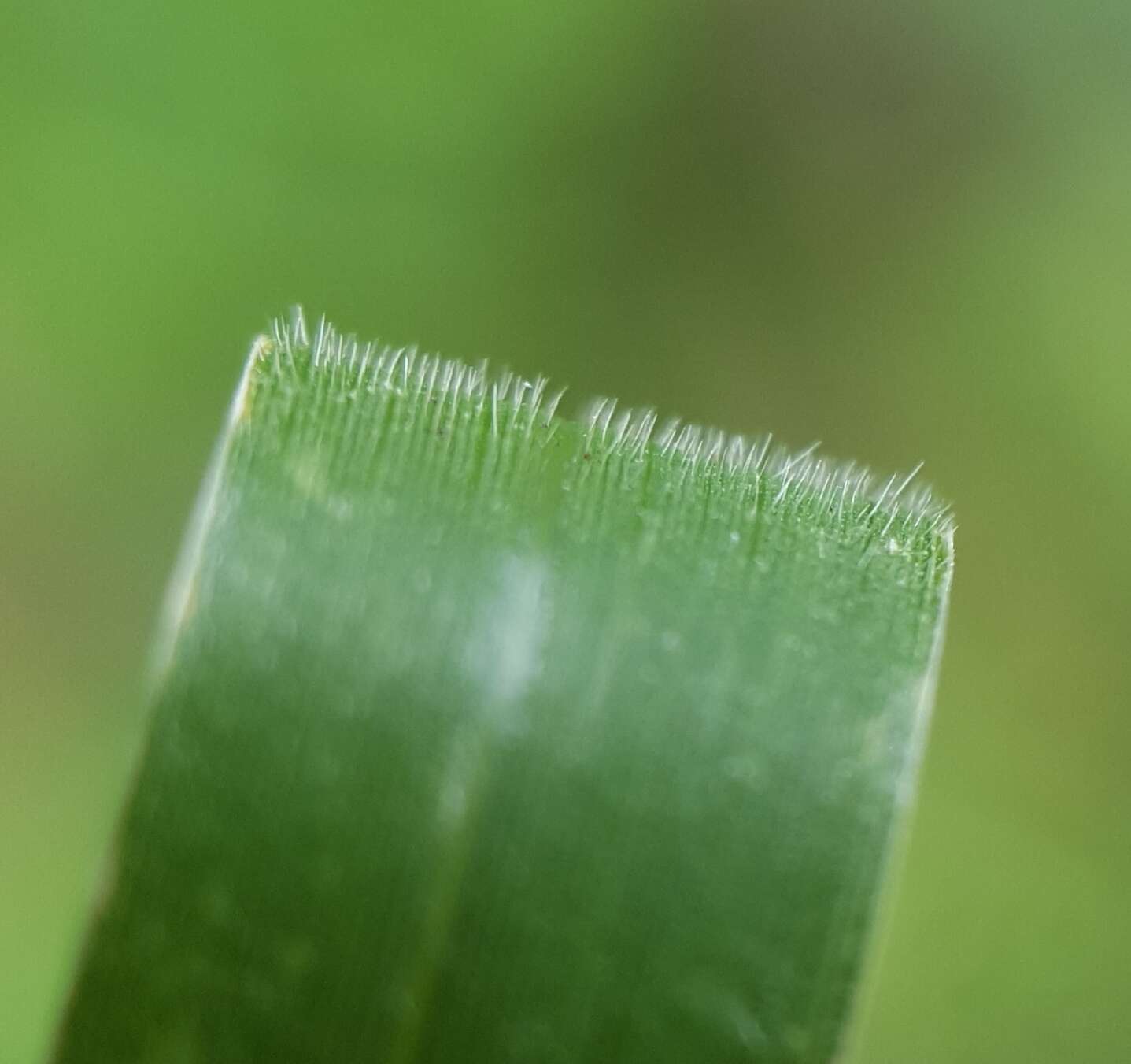 Image of Thurston grass