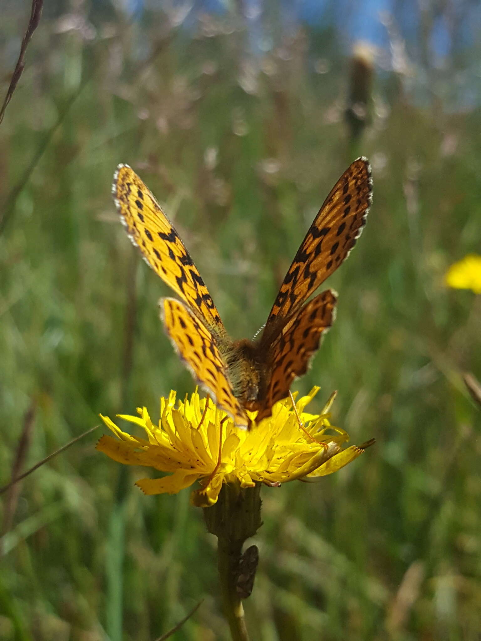 Image of Western Meadow Fritillary