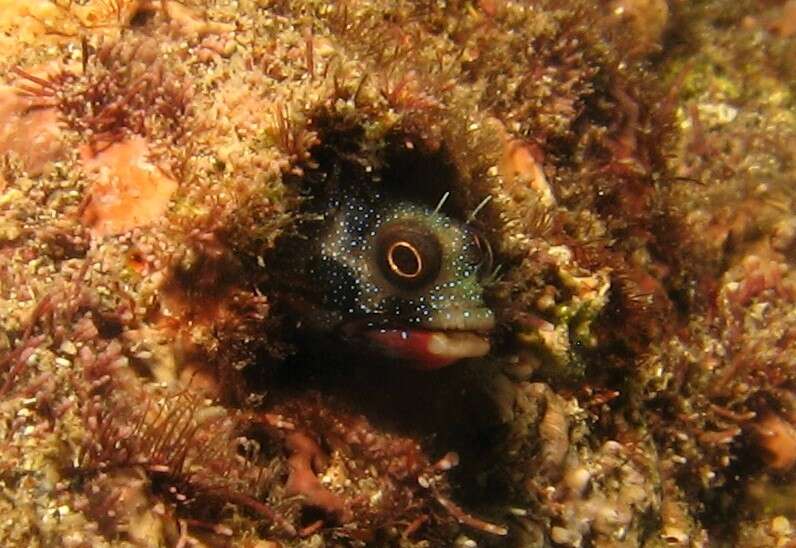 Image of Barnacle Blenny