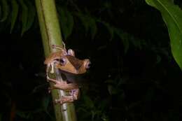 Image of File-Eared Tree Frog