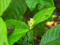 Image of Palicourea suerrensis (Donn. Sm.) Borhidi