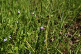 Image of Justicia procumbens var. hirsuta Yamam.