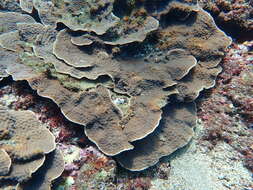 Image of Hedgehog Coral