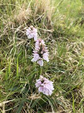 Image of Dactylorhiza maculata subsp. islandica (Á. Löve & D. Löve) Soó