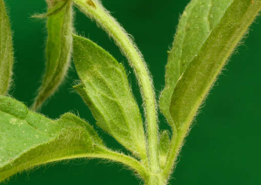 Imagem de Mentha spicata subsp. condensata (Briq.) Greuter & Burdet