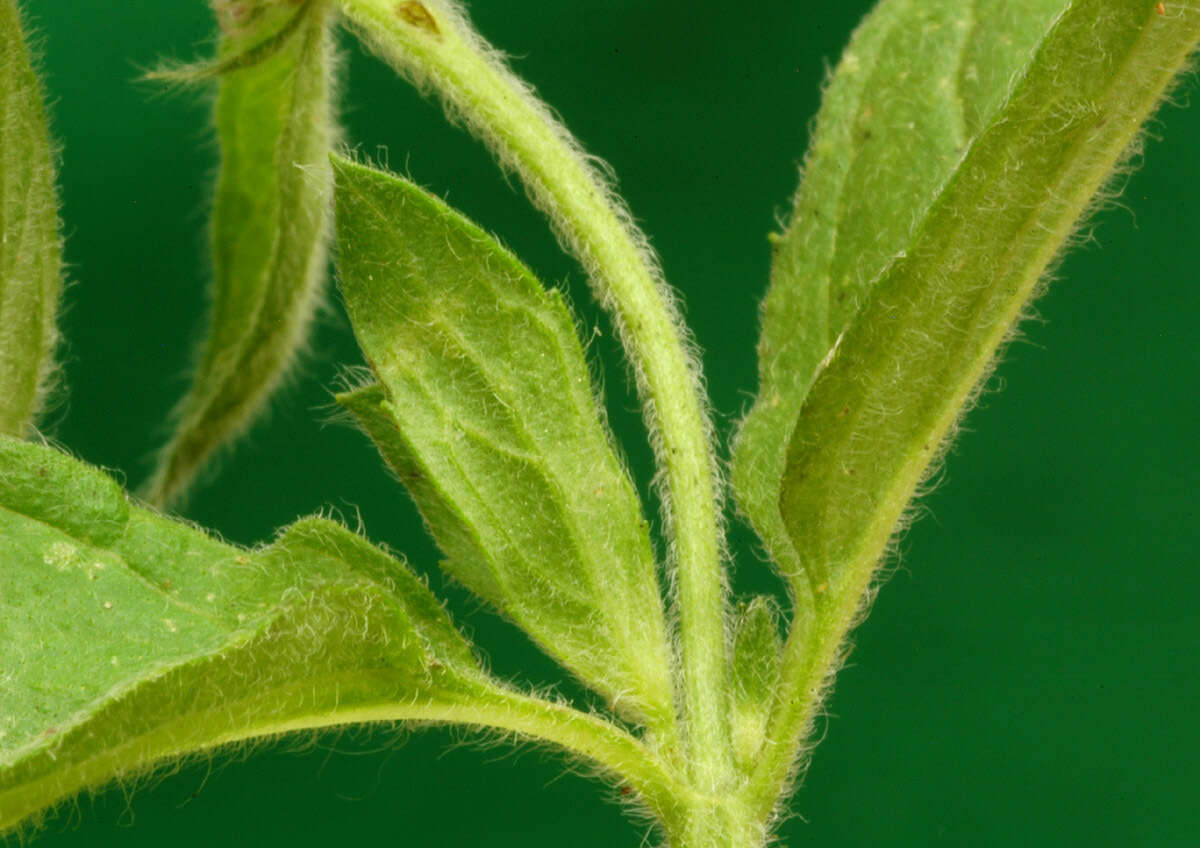 Imagem de Mentha spicata subsp. condensata (Briq.) Greuter & Burdet