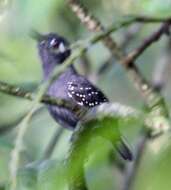 Image of Plumbeous Antbird