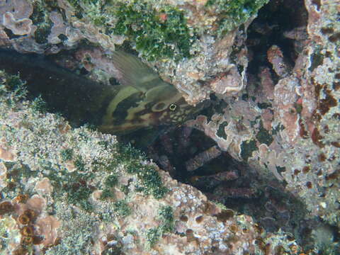 Image of Large-banded Blenny