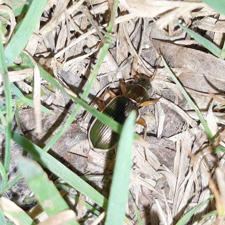 Sivun Chlaenius (Chlaenites) spoliatus (P. Rossi 1792) kuva