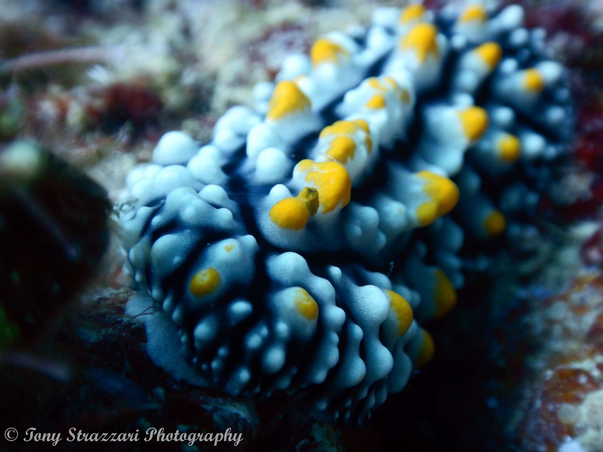 Image of Lumpy black grey orange slug