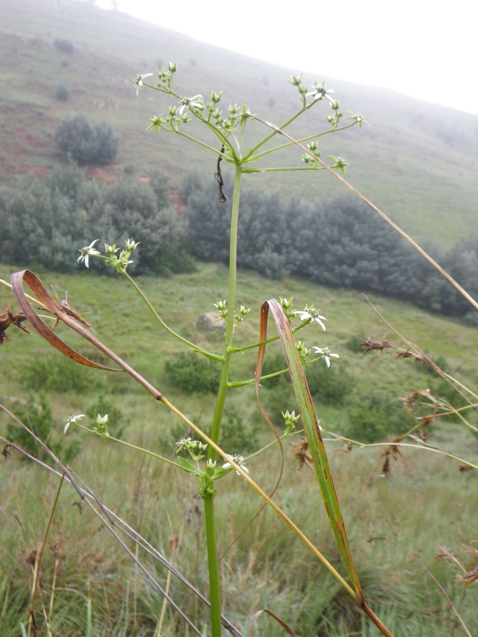 Image of Alepidea cordifolia