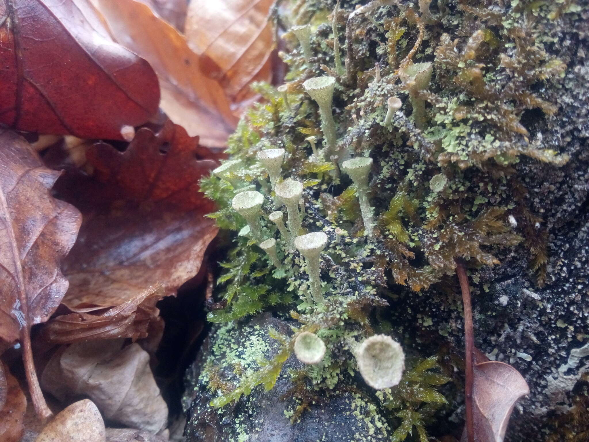 Image of cup lichen