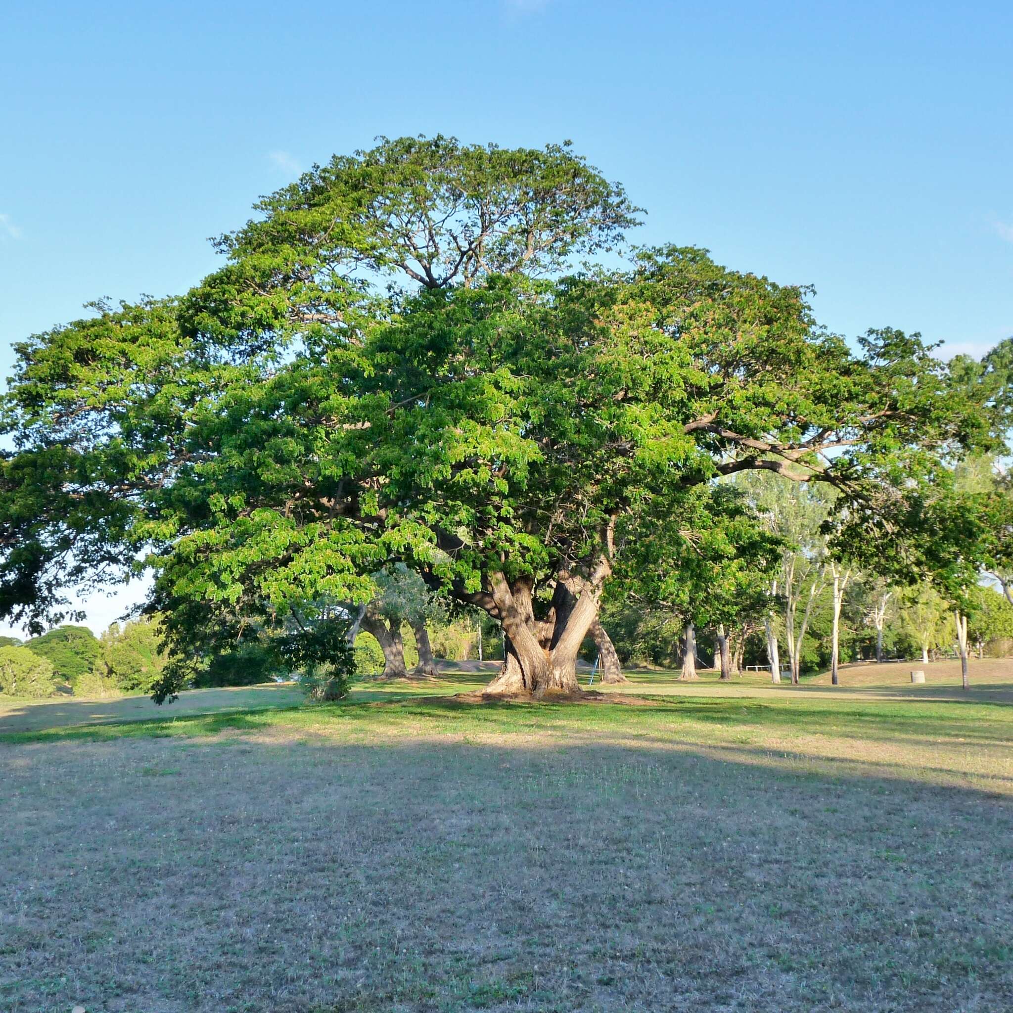 Image of Rain tree