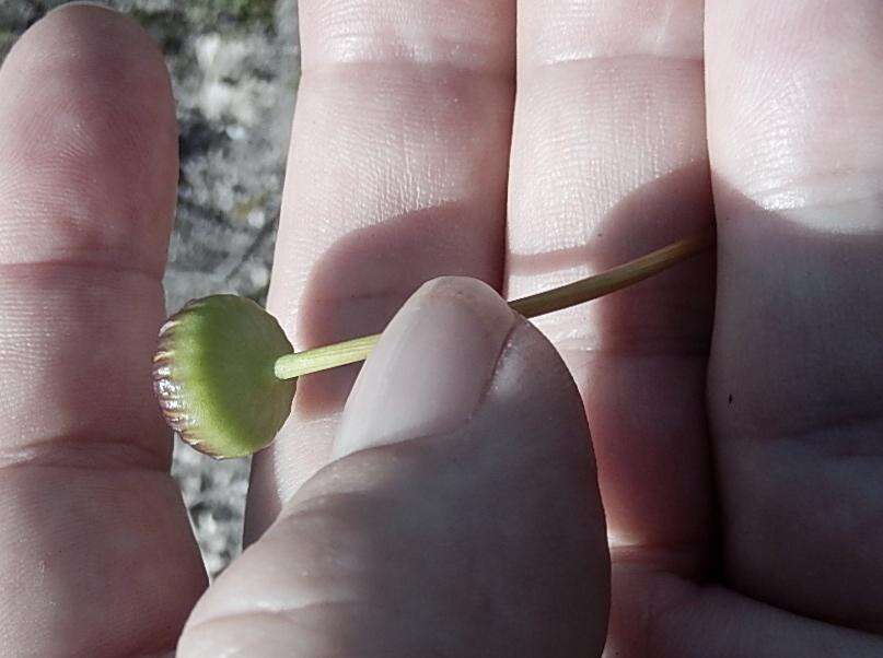 Euryops hebecarpus (DC.) B. Nordenst. resmi