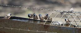 Image of Black-throated Finch