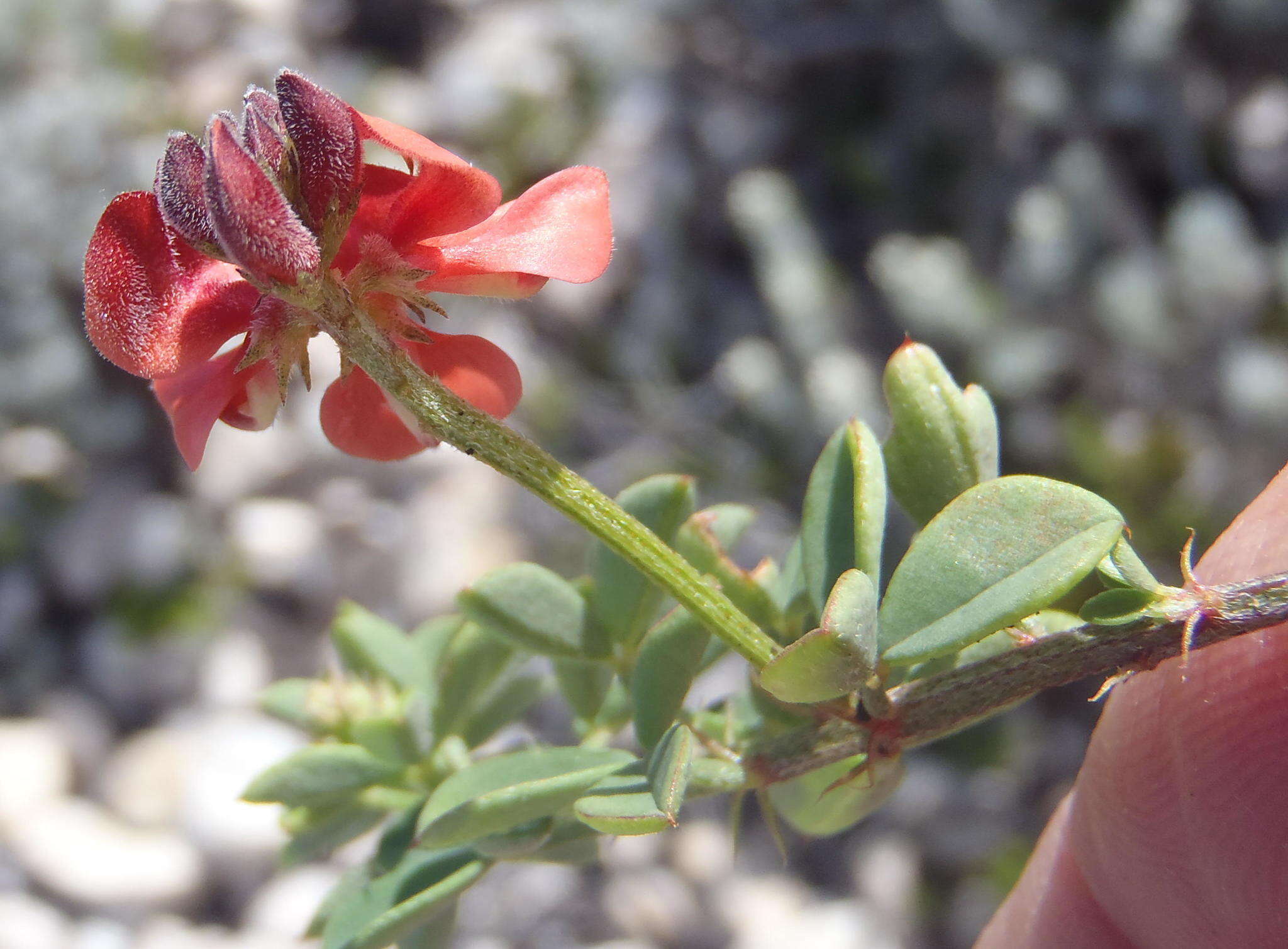 Indigofera porrecta Eckl. & Zeyh.的圖片