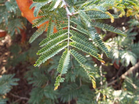 Imagem de Painteria leptophylla (DC.) Britton & Rose