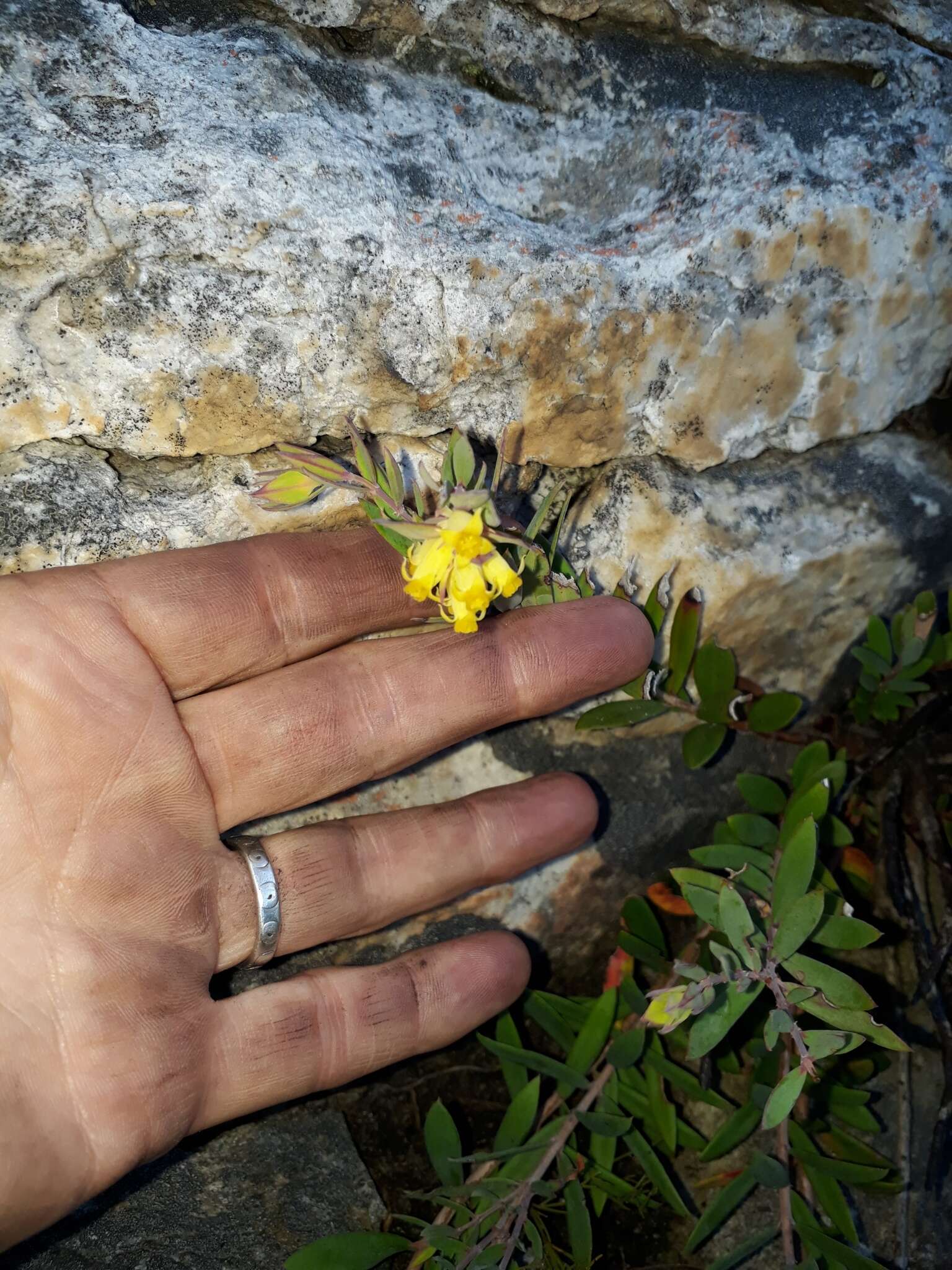 Image of Penaea acutifolia A. Juss.