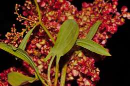 Rumex usambarensis (Engl. ex Dammer) Dammer resmi