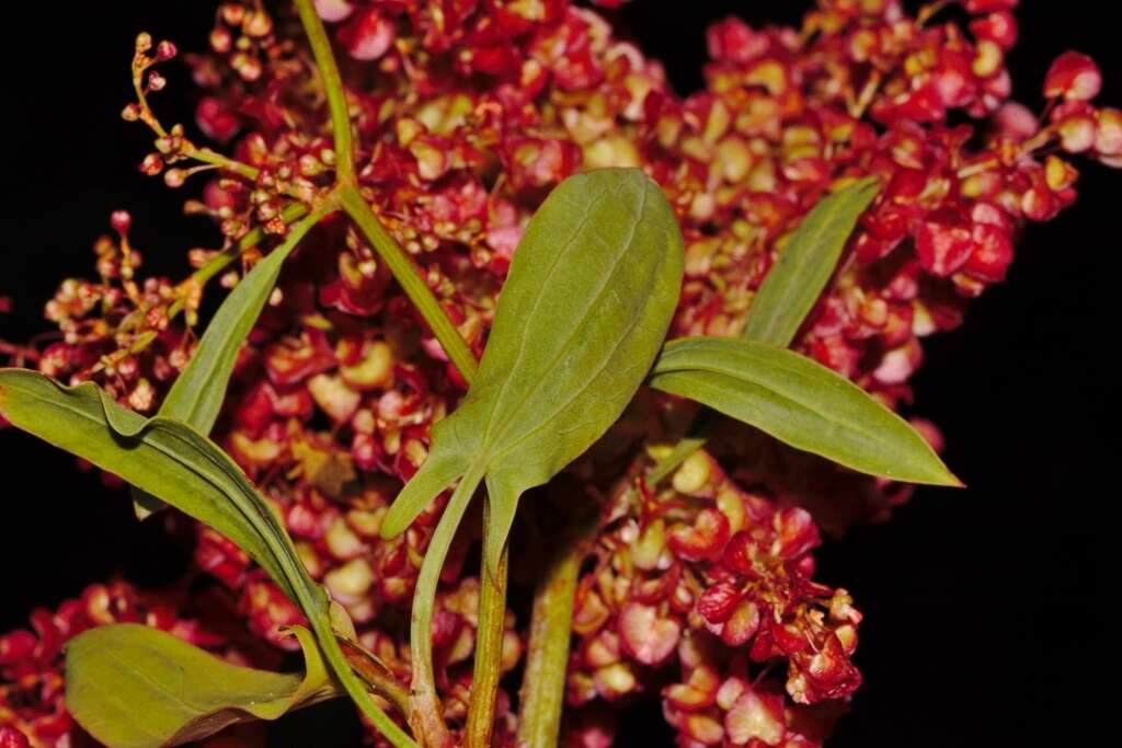 Rumex usambarensis (Engl. ex Dammer) Dammer resmi