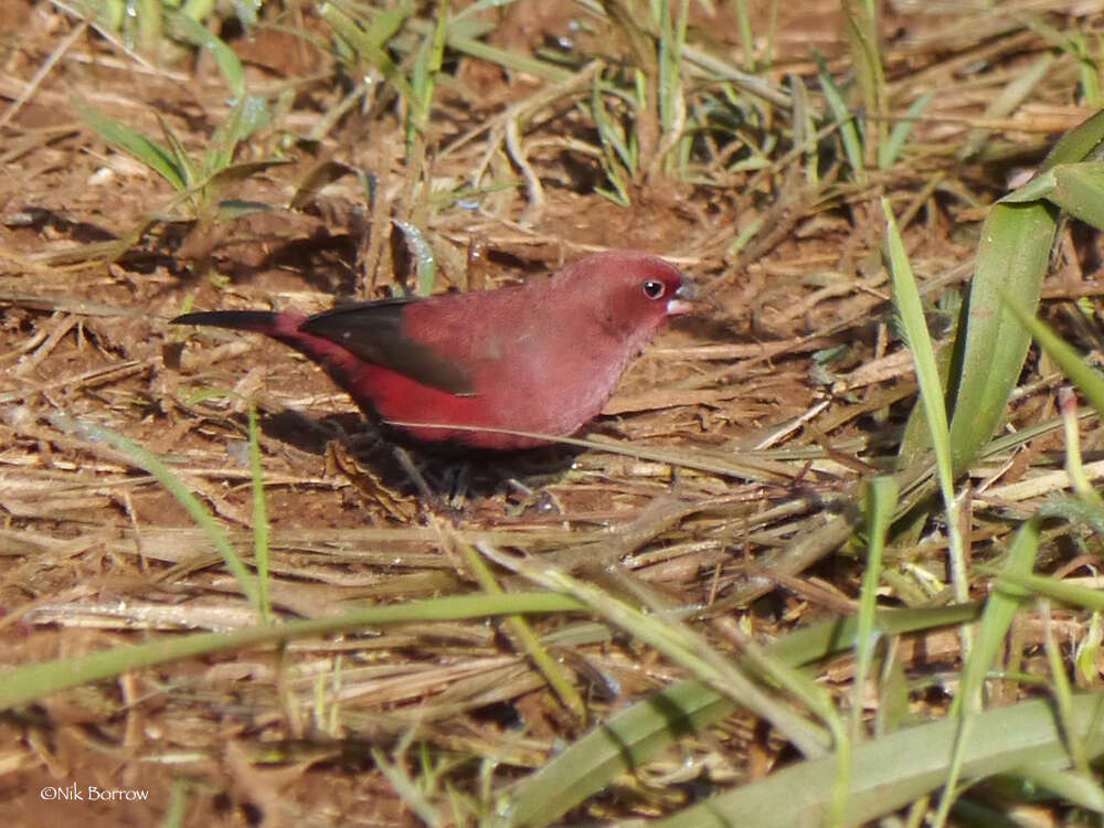 Image of Black-bellied Firefinch