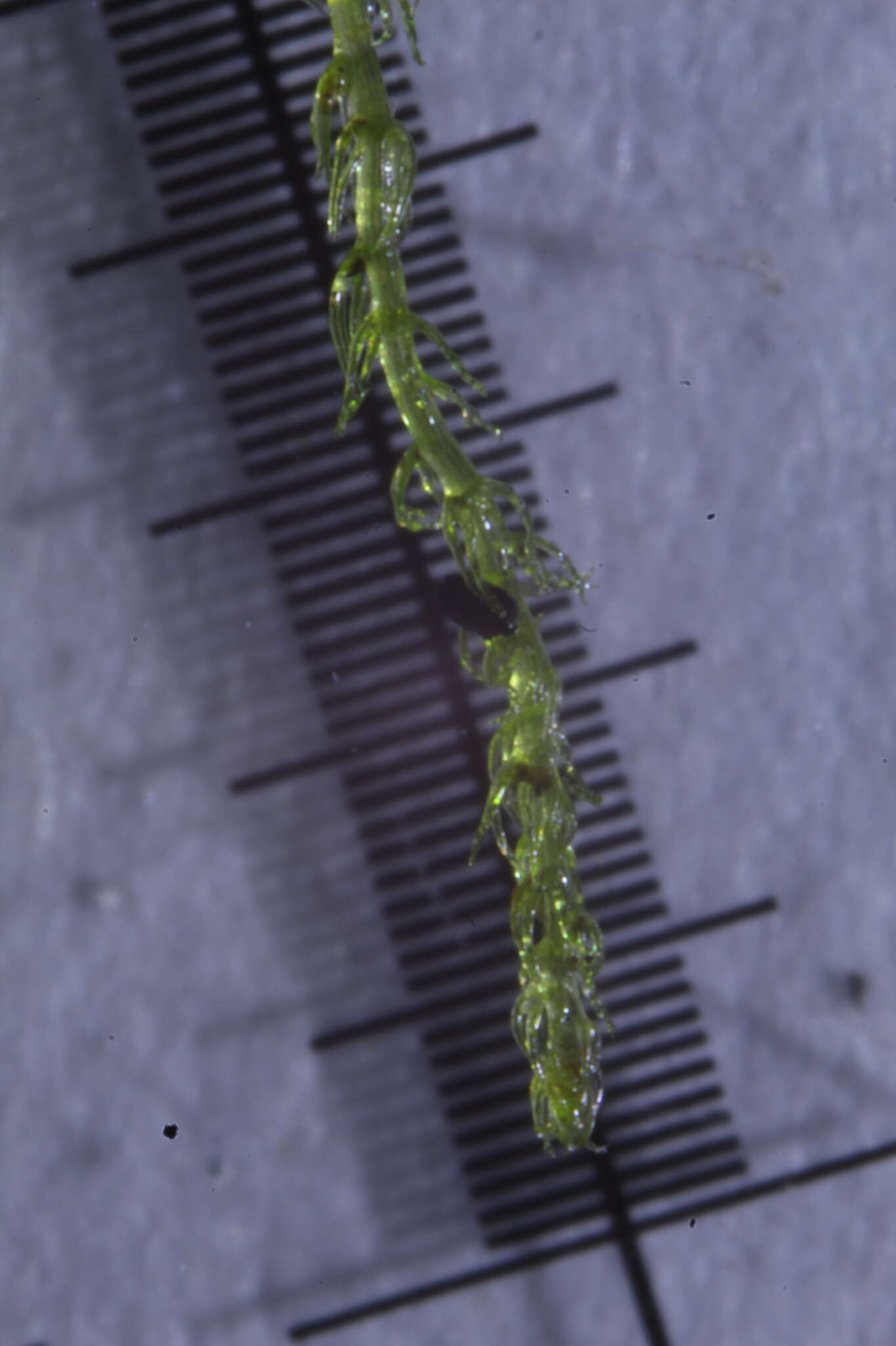 Image of Paracromastigum longiscyphum (Taylor) R. M. Schust. & J. J. Engel