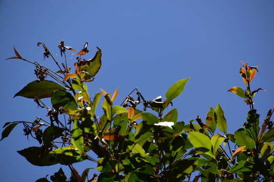 Image of Syzygium oleosum (F. Müll.) B. P. M. Hyland