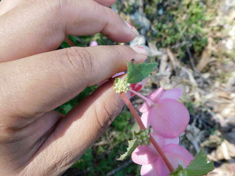 Image of Begonia bulbillifera Link & Otto