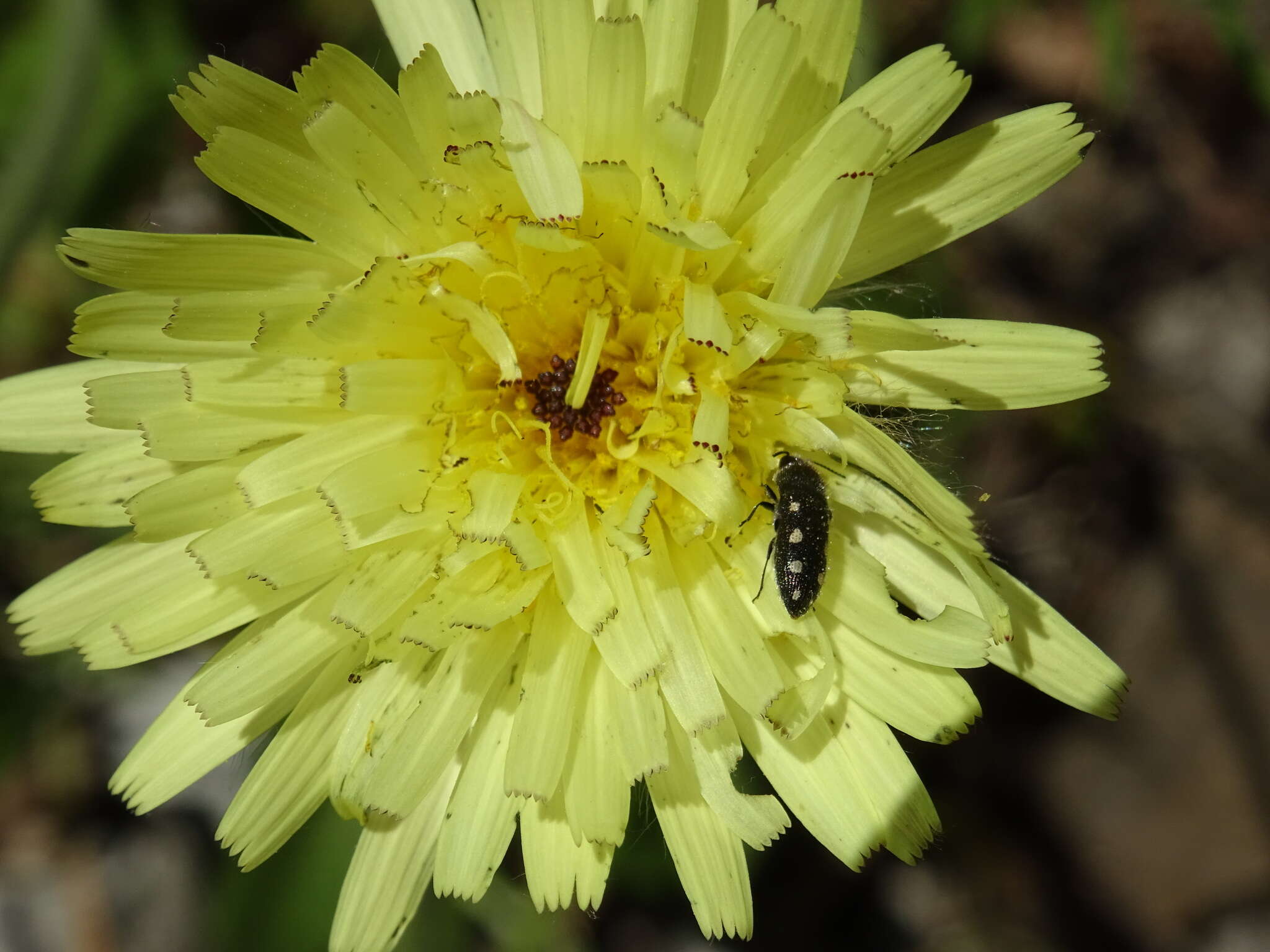 Image de <i>Acmaeodera <i>bipunctata</i></i> bipunctata