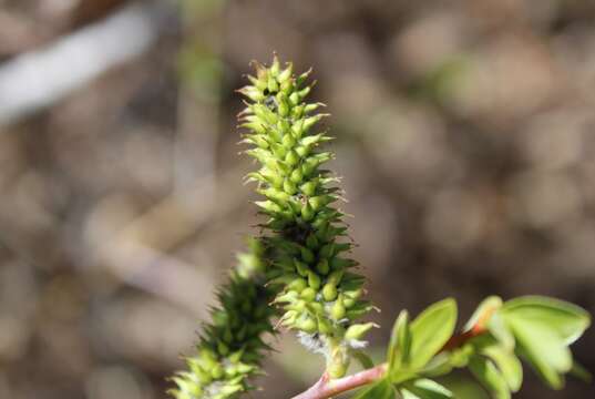 Imagem de Salix irrorata Anderss.