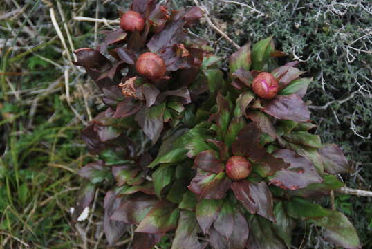 Image of Paeonia coriacea Boiss.