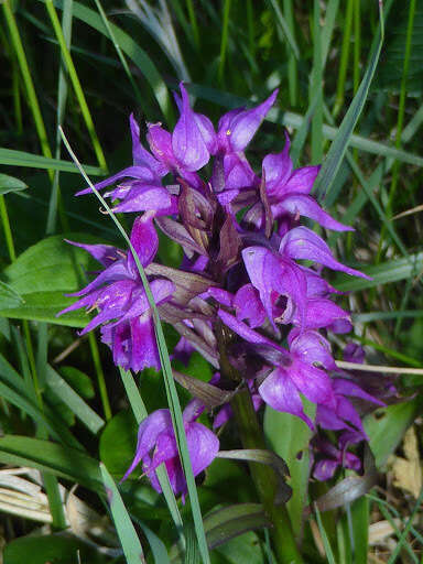 Image de Dactylorhiza aristata (Fisch. ex Lindl.) Soó