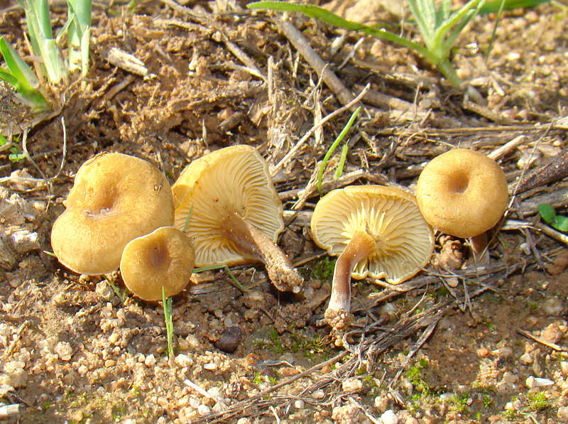 Imagem de Crepidotus subfulviceps (Murrill) Aime, Vila & P.-A. Moreau 2009