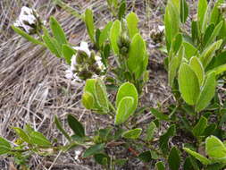 Plancia ëd Otholobium thomii (Harv.) C. H. Stirt.