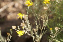 Image of Lacy Sleepy Daisy