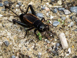 Image of Fall Field Cricket