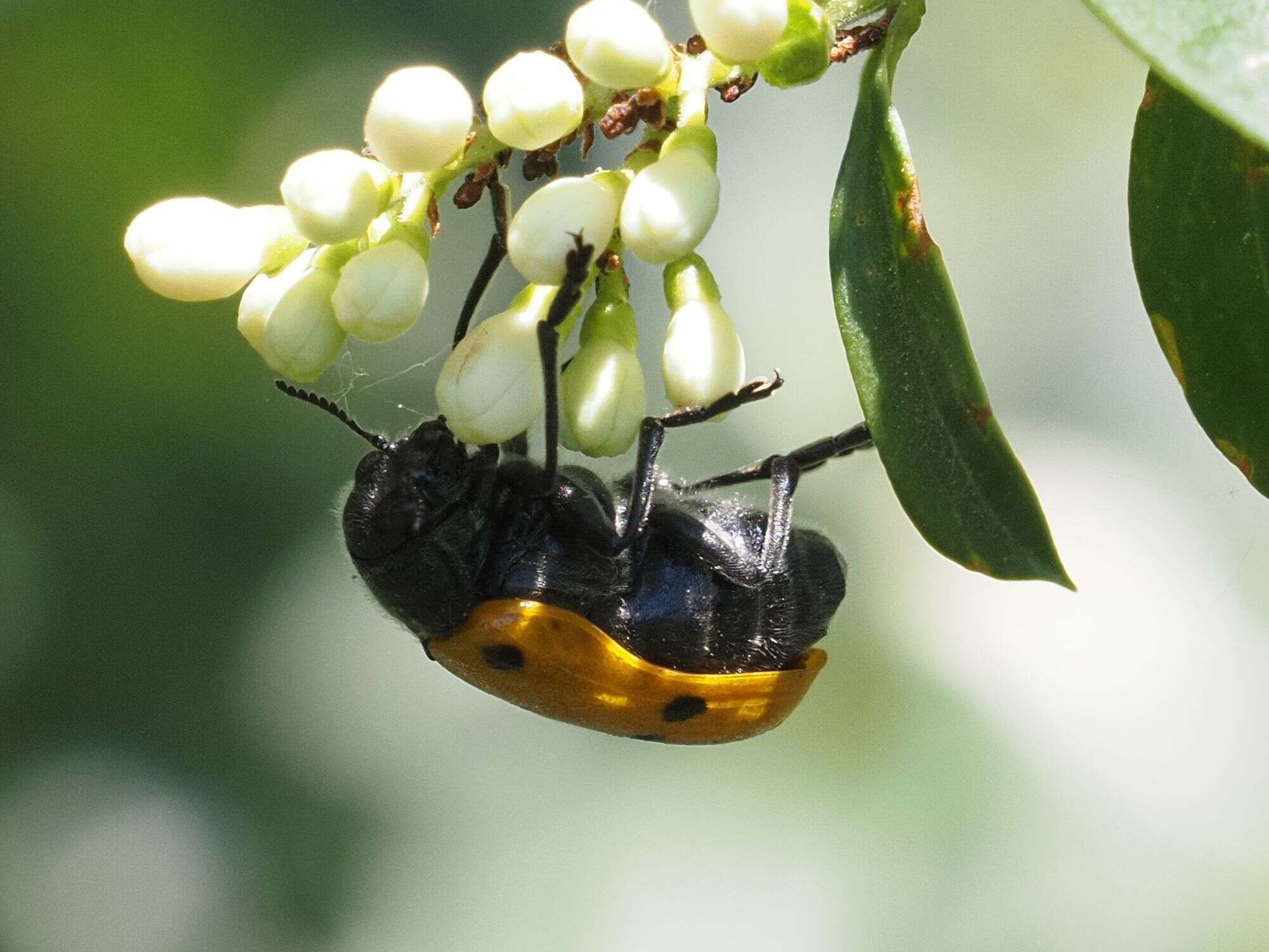 Image of <i>Lachnaia sexpunctata</i>