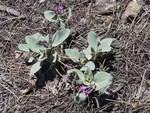 Image of Sacramento waxydogbane