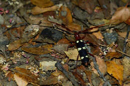 Image of Achenoderus octomaculatus (Fairmaire & Germain 1861)