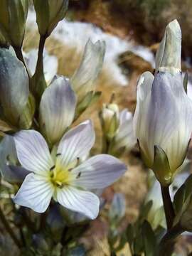 صورة Gentianella multicaulis (Gillies ex Griseb.) Fabris