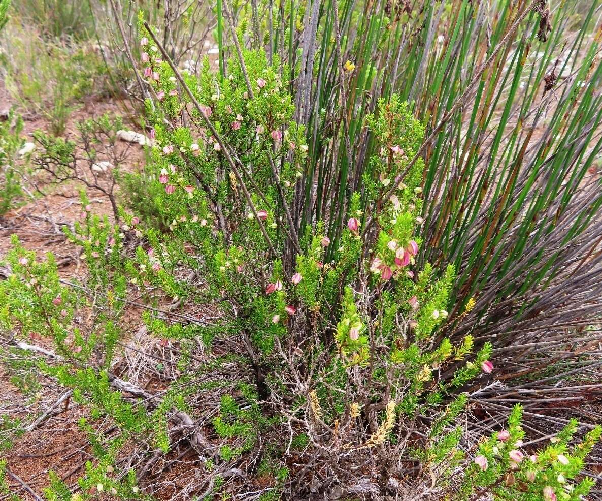 Image of Cliffortia burgersii E. G. H. Oliver & A. C. Fellingham