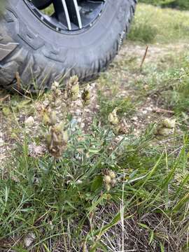 Image of Oxytropis nitens Turcz.