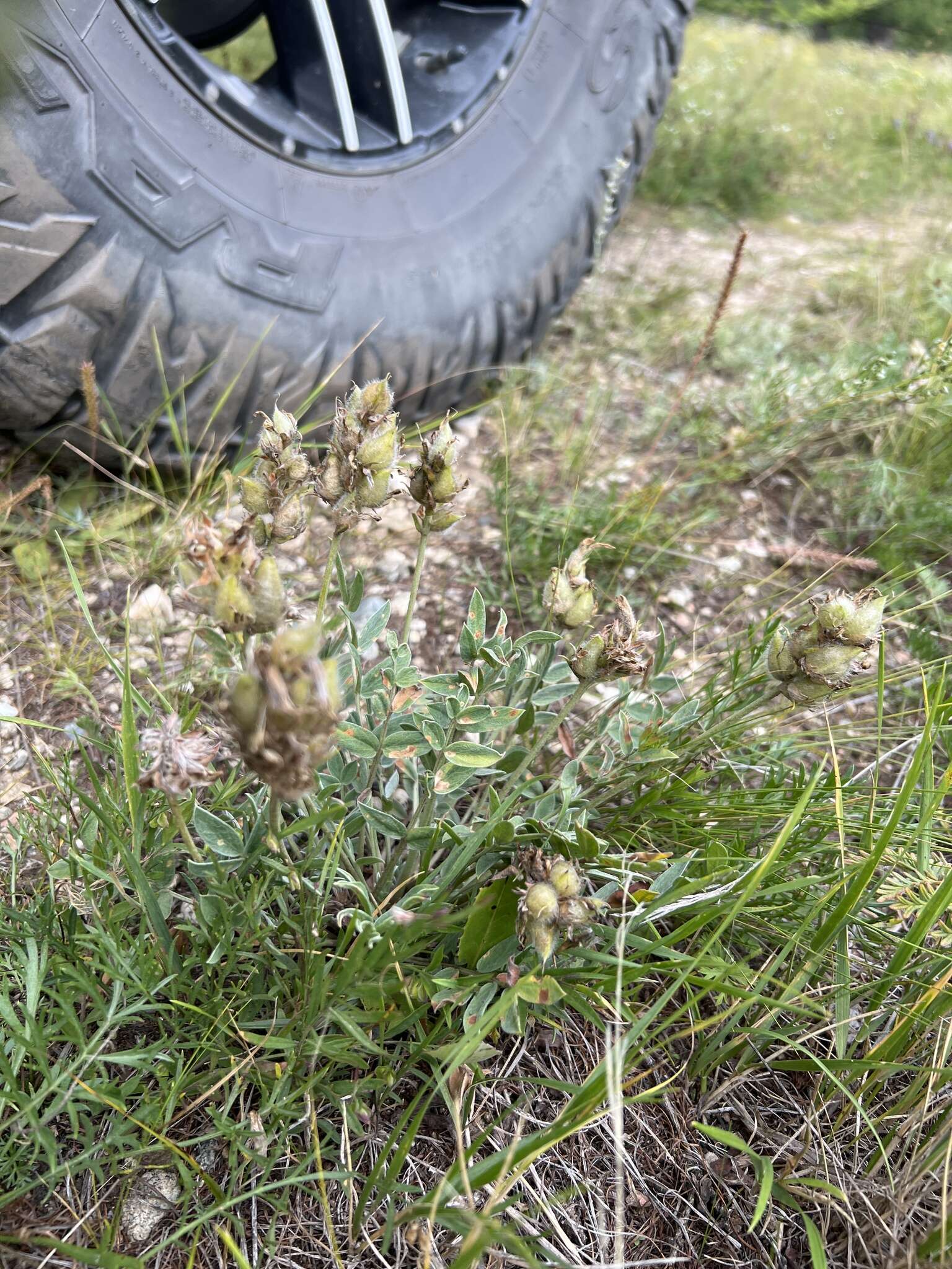 Image de Oxytropis nitens Turcz.