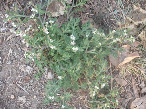 Image of Parthenium bipinnatifidum (Ortega) Rollins