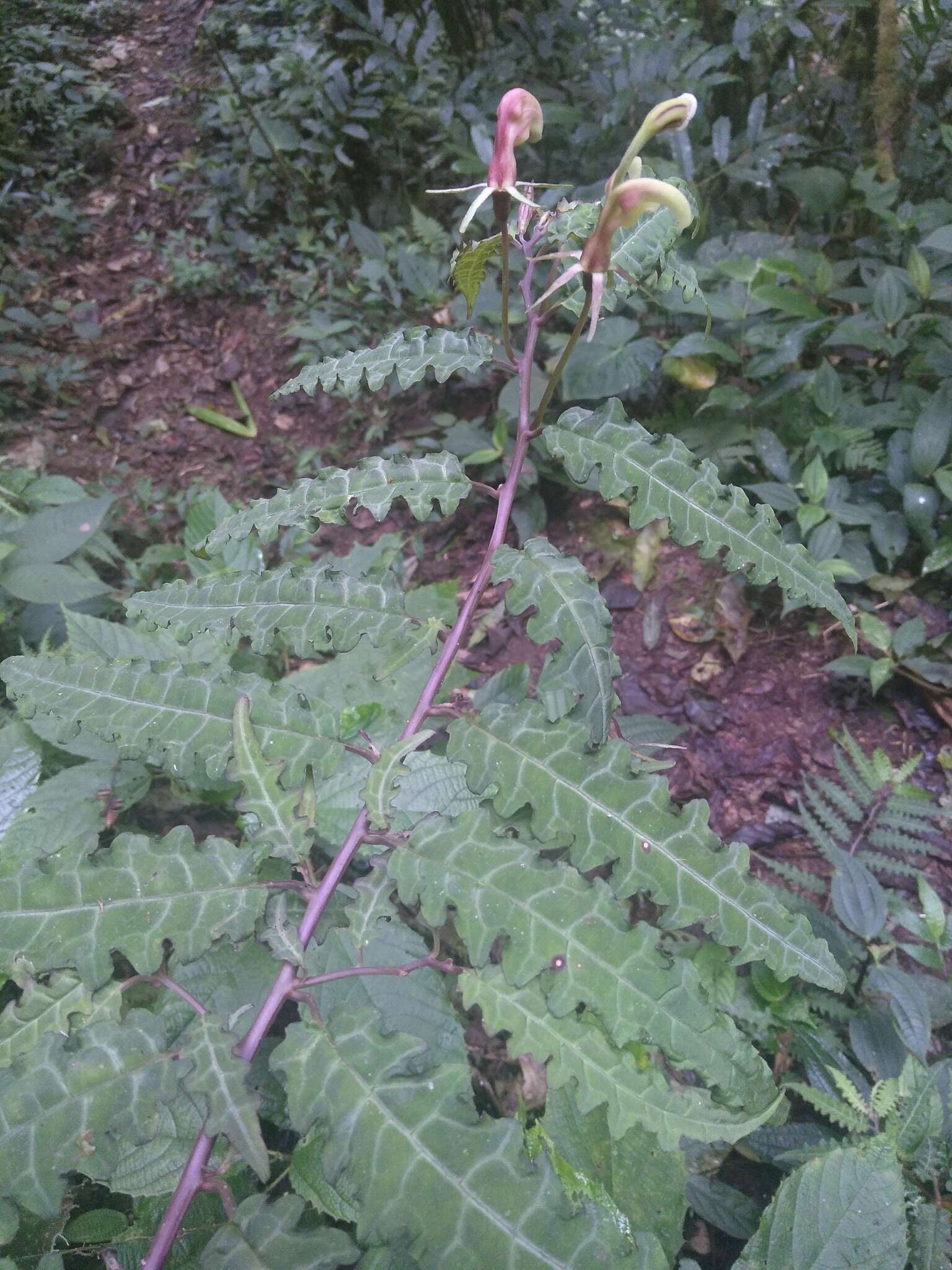 Imagem de Burmeistera pterifolia