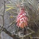 Image of Tillandsia tecolometl Granados, Flores-Cruz & Salazar