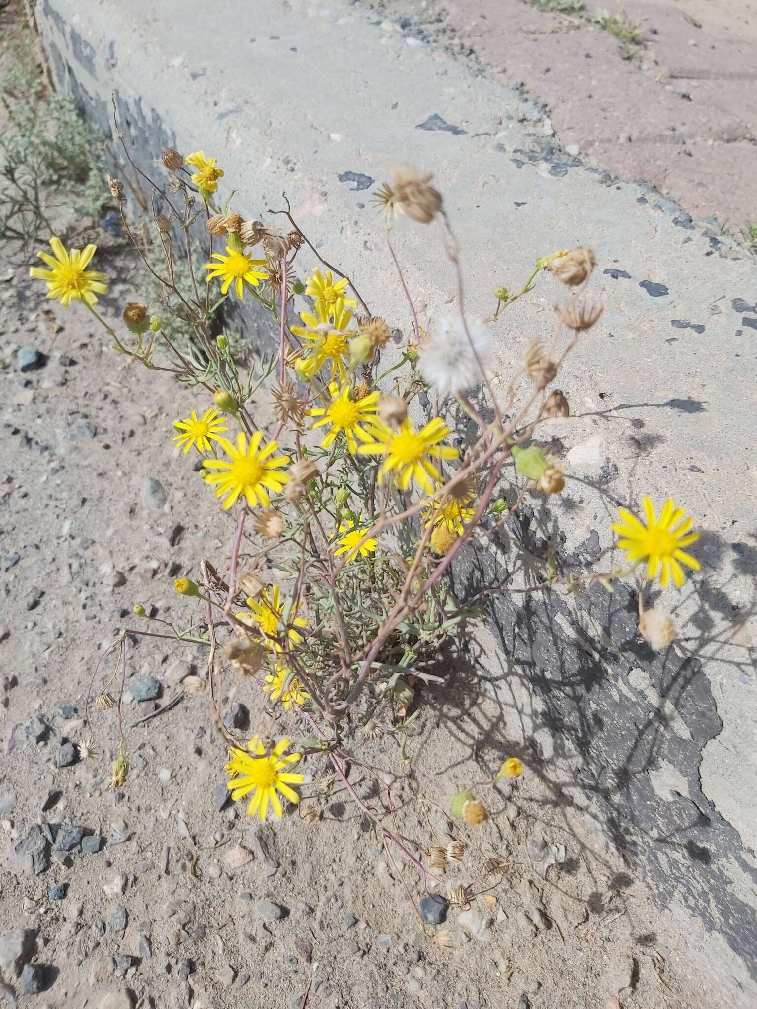 Plancia ëd Senecio glaucus L.