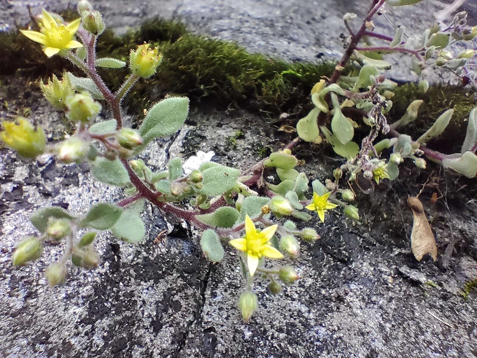 Image of Sedum stellariifolium Franch.