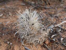 Plancia ëd Sclerocactus parviflorus Clover & Jotter